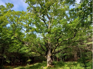 Photograph of mature maple tree in summer